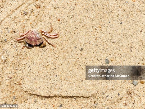 red crab on the sand on cape cod bay - cape cod stock pictures, royalty-free photos & images