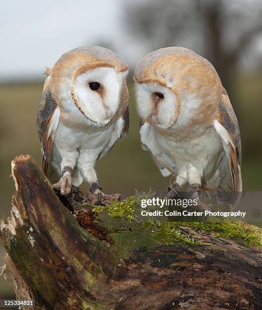 pair of barn owls - barn owl fotografías e imágenes de stock