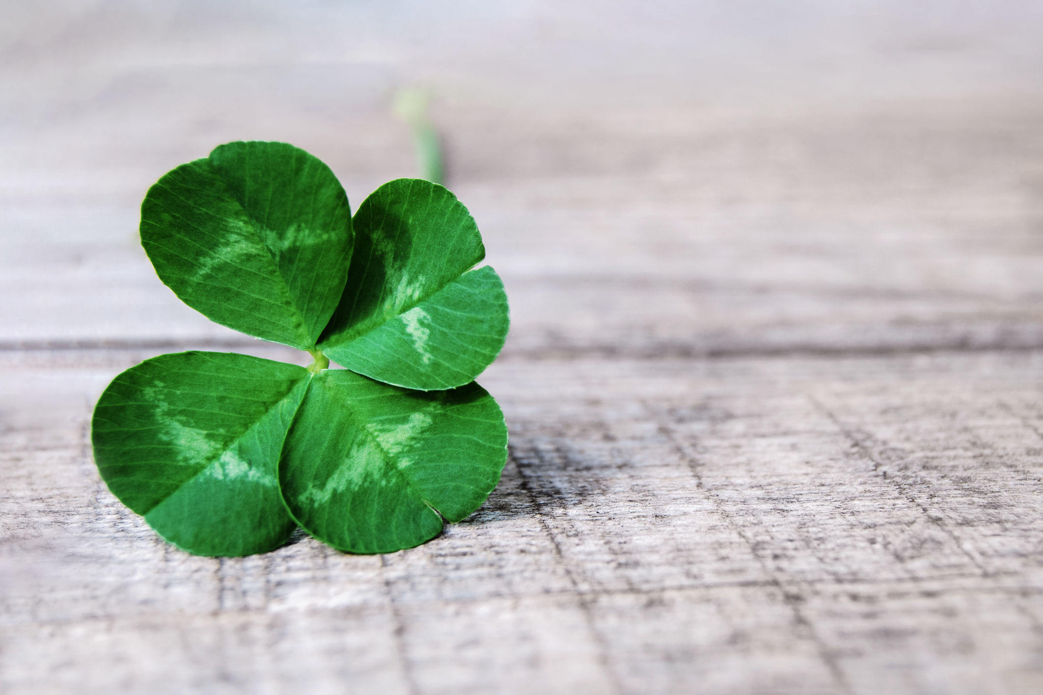 clover care