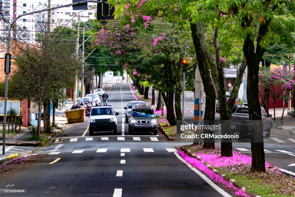 The beauty and glamor of the pink Ipê (Handroanthus) coloring and beautifying the city.