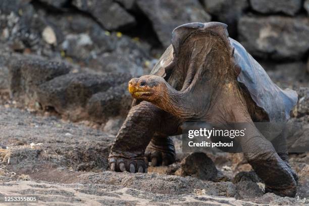 galapagos giant tortoise walking, galapagos islands - galapagos giant tortoise stock pictures, royalty-free photos & images