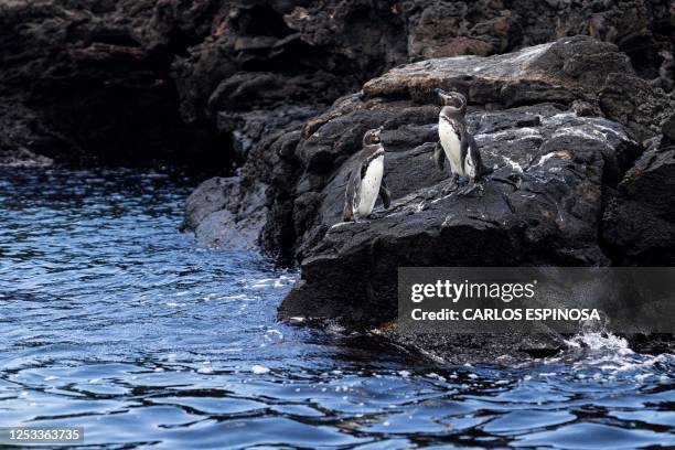 Penguins are seen at the Bartolome Island, part of the Galapagos Islands, in Ecuador on April 15, 2023. Ecuador has converted $1.6 billion of...