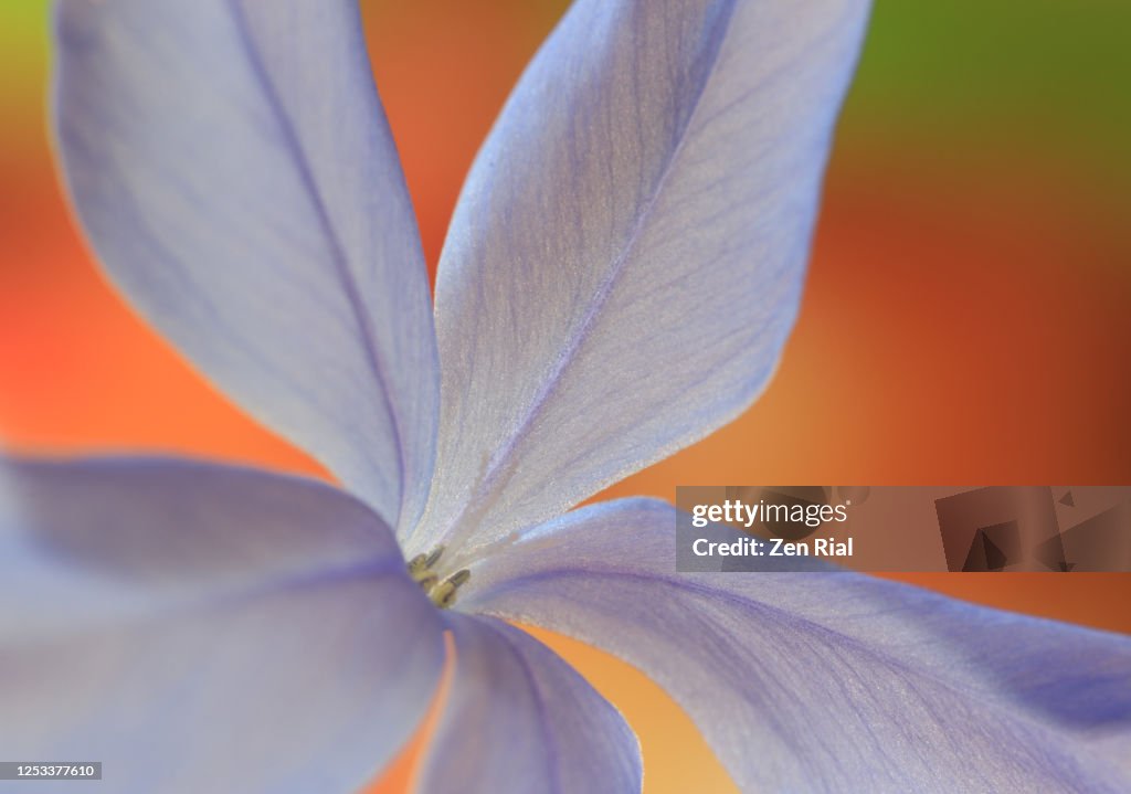 A single Blue Plumbago flower isolated on multi colored background