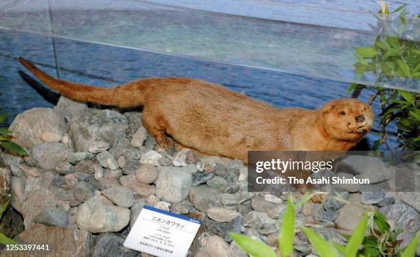 Stuffed specimen of a Japanese river otter is displayed at the Kochi Prefectural Makino Botanical Garden on July 1, 2006 in Kochi, Japan.