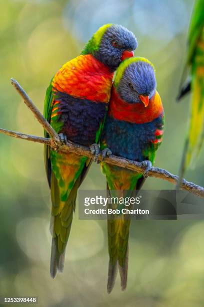 australian rainbow lorikeet - lori stock-fotos und bilder