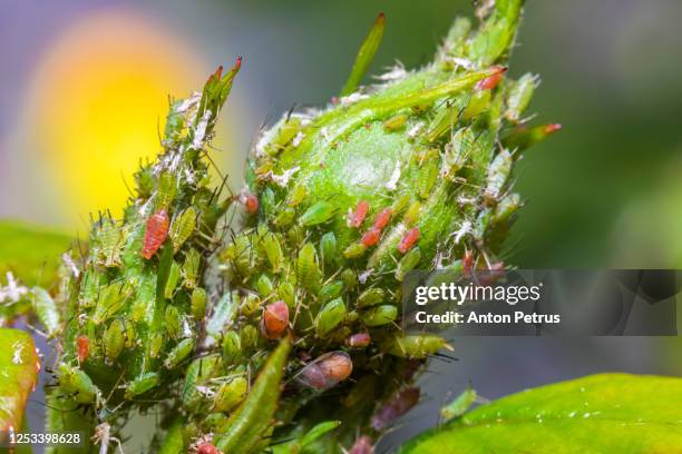 closeup of aphids on a rose bud. pests in the garden - aphid stock pictures, royalty-free photos & images