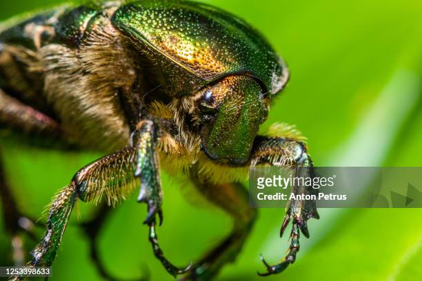 close-up view of beetle (cetoniinae) - cetoniinae stock pictures, royalty-free photos & images