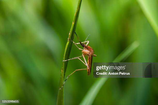 mosquito (culicidae) in grass close-up - blue weevil stock pictures, royalty-free photos & images