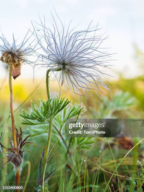 fluffy meadow flower - endemic stock pictures, royalty-free photos & images