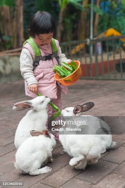 a asian girl feed rabbits - chinese girl stock pictures, royalty-free photos & images