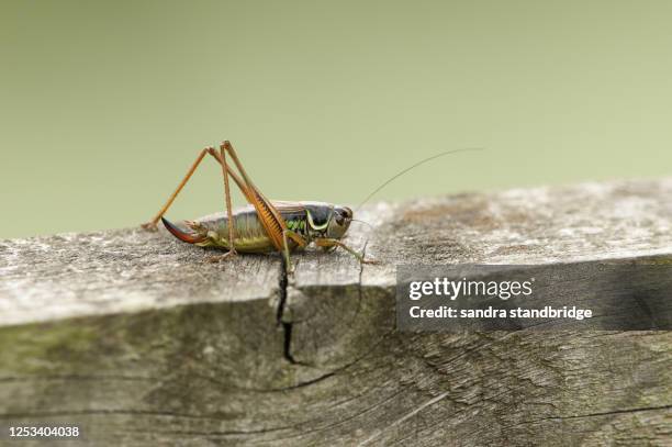 a beautiful roesel's bush cricket (metrioptera roeselii) perched on a wood fence. - cricket insect 個照片及圖片檔