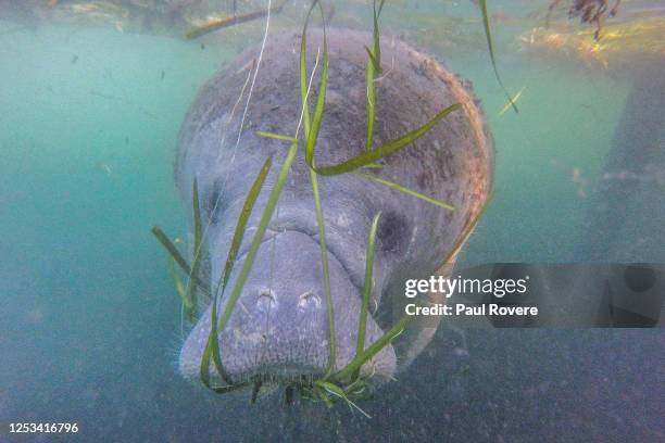 Manatee swims beside a tour boat in the Crystal River Preserve State Park on January 07 in Crystal River, Florida. Hundreds of manatees head to the...