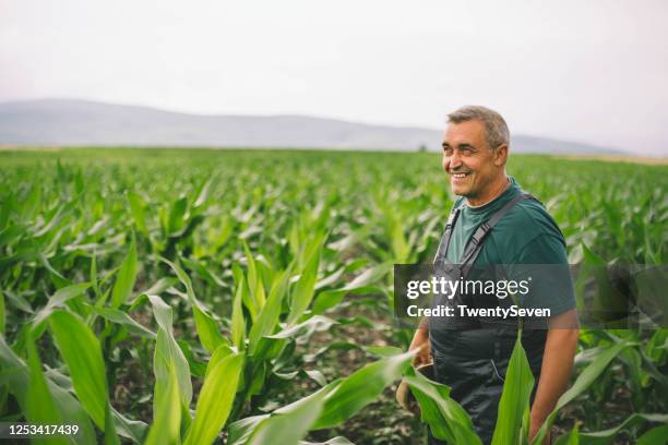 a mature man standing in a cornfield - corn stock pictures, royalty-free photos & images