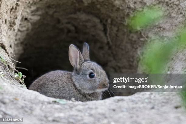 young european rabbit (oryctolagus cuniculus) looks curious from bau, lower austria, austria - rabbit burrow stock pictures, royalty-free photos & images