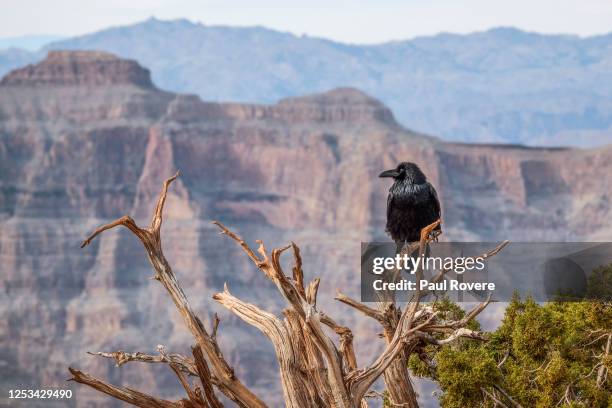 Raven is seen at the West Rim of the Grand Canyon from Eagle Point in the Hualapai Indian Reservation on December 21 near Peach Springs, Arizona. The...