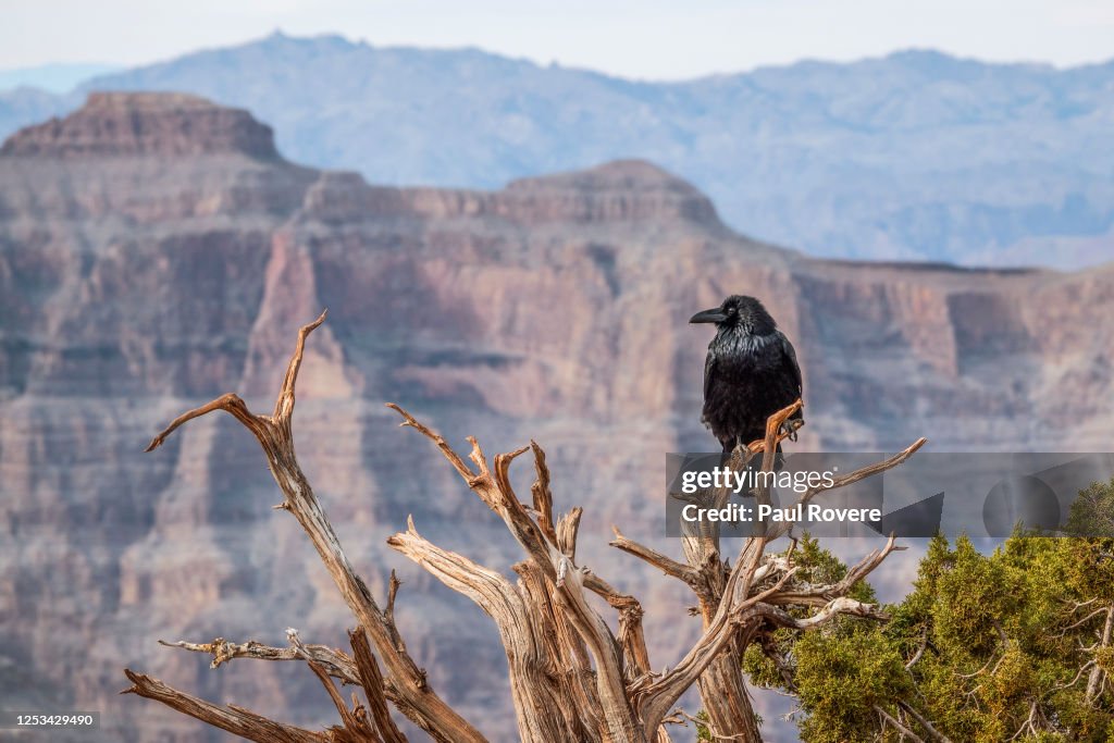 Tourists Visit The West Rim Of The Grand Canyon