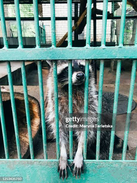 571 Sad Zoo Animal Photos and Premium High Res Pictures - Getty Images 571 Sad Zoo Animal Photos and Premium High Res Pictures - Getty Images
