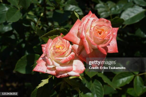 orange roses - red roses garden 個照片及圖片檔