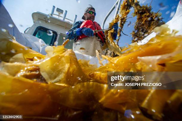 Captain John Lovett uses a knife to harvest kelp and throws keepers into a large bin on the boat in Duxbury, Massachusetts on May 9, 2023.