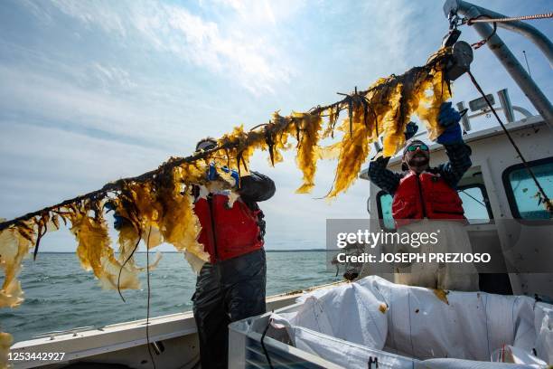 Farmhand Karla Everts and Captain John Lovett harvest kelp from a line, throwing keepers into a large bin on his boat in Duxbury, Massachusetts on...