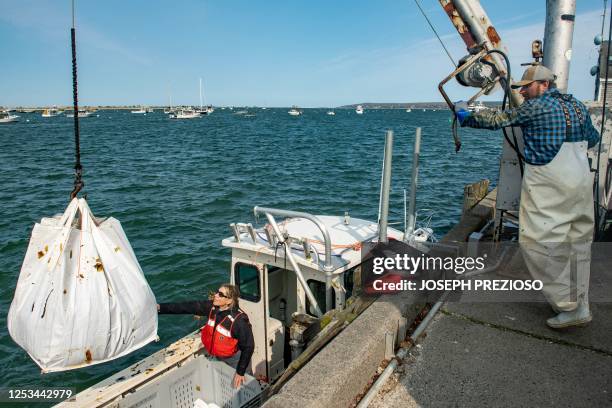 Captain John Lovett uses a small crane to offload his haul of kelp to port in Plymouth, Massachusetts on May 9, 2023.