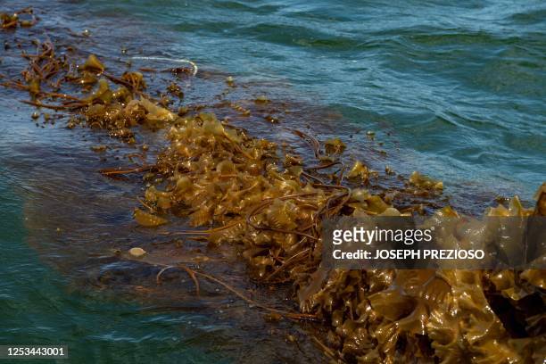 Kelp line is hauled up to the boat as it floats on the water in Duxbury, Massachusetts on May 9, 2023. Lovett is using a system that uses less ropes...