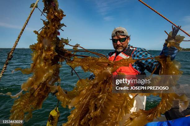 Captain John Lovett sorts through a new kelp line on his boat as he harvest it in Duxbury, Massachusetts on May 9, 2023.