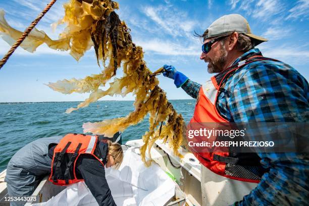 Captain John Lovett inspects a strand of kelp after he pulled up a kelp line from a spreader in Duxbury, Massachusetts on May 9, 2023.
