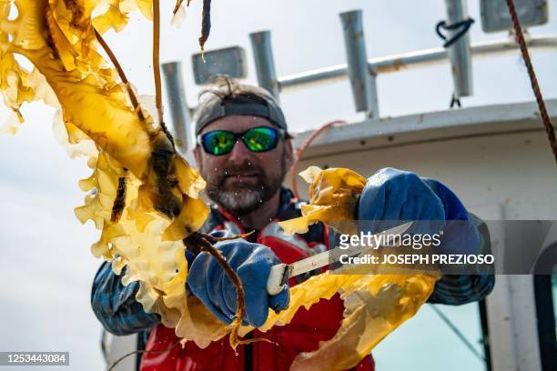 Captain John Lovett uses a knife, and his hands, to harvest kelp off a line in Duxbury, Massachusetts on May 9, 2023.