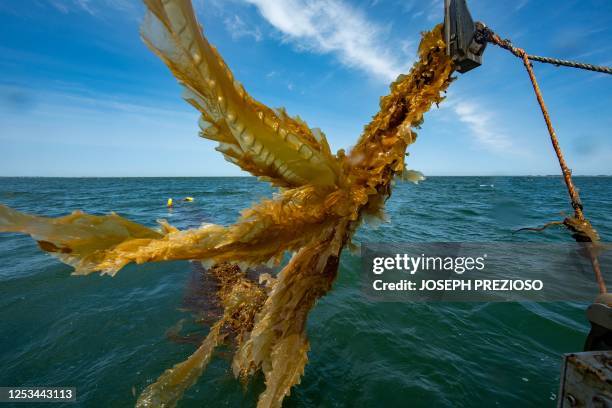 Kelp on a line flaps in the wind as its hauled up to be harvested in Duxbury, Massachusetts on May 9, 2023.