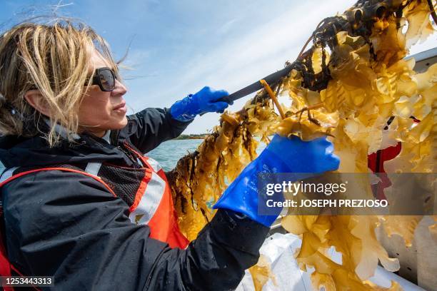 Farmhand Karla everts uses a knife to harvest kelp from a line in Duxbury, Massachusetts on May 9, 2023.