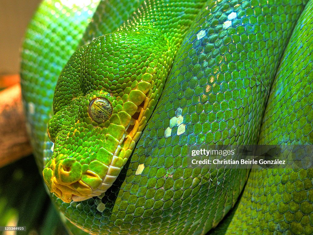 Green Tree Phyton in zoo