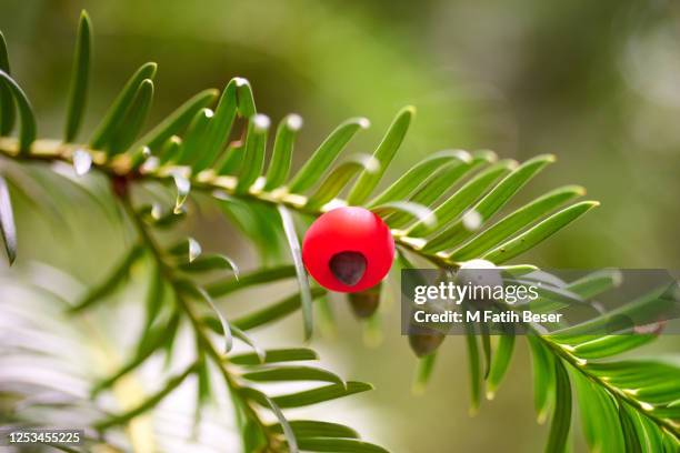 taxus baccata, red fruit of yew bottom-up shooting - taxus brevifolia stock pictures, royalty-free photos & images