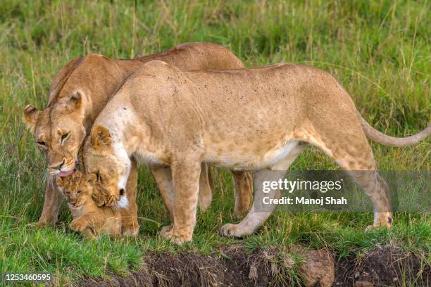 lionlionesses greeting and grooming cub affectionately in masai maraesses greeting cub in masai mara - cub photos et images de collection