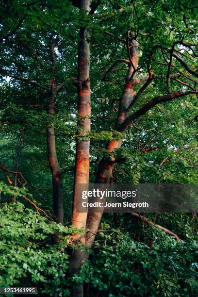 sonnenstrahlen morgens im wald - sonnenstrahlen stock pictures, royalty-free photos & images