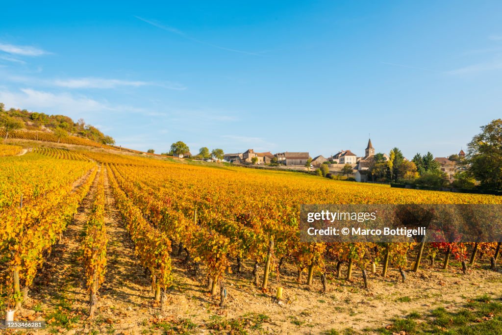 Vineyards in autumn in Monthelie, Burgundy, France
