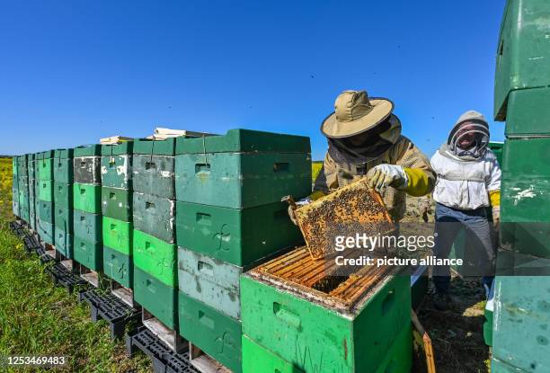 May 2023, Brandenburg, Niederjesar: Lutz Theis , professional beekeeper, and his father Eberhard check the hives on the edge of a blooming rapeseed...
