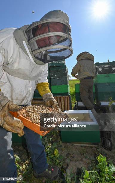 May 2023, Brandenburg, Niederjesar: Eberhard Theis , beekeeper, and his son Lutz check the hives on the edge of a blooming rapeseed field. According...