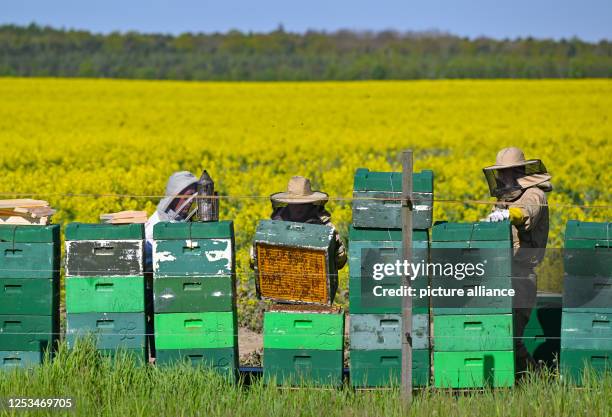 May 2023, Brandenburg, Niederjesar: Lutz Theis , professional beekeeper, with his father Eberhard and co-worker Artur Tomaszyk check the hives on the...