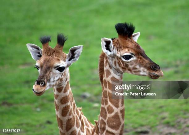 two baby giraffes - longleat house stock pictures, royalty-free photos & images