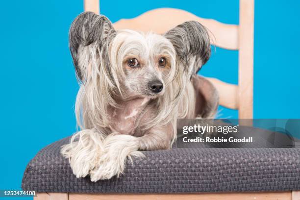 sable and white chinese crested dog on a blue backdrop - cão chinês de crista imagens e fotografias de stock