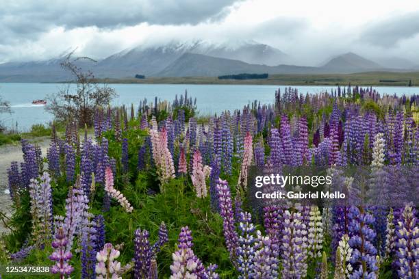 lupines flowers at lake tekapo in new zealand - tekapo stock-fotos und bilder