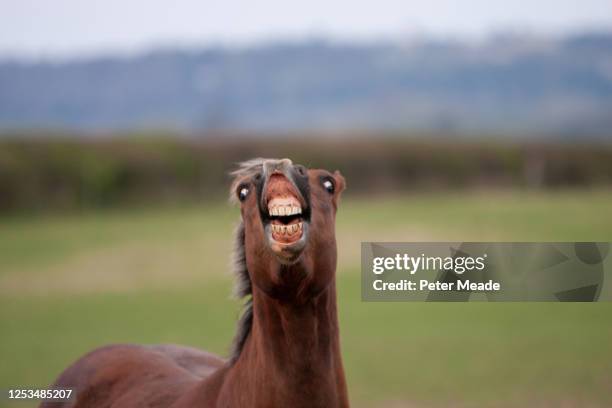 horse showing a flehmen response - flehmen behaviour fotografías e imágenes de stock
