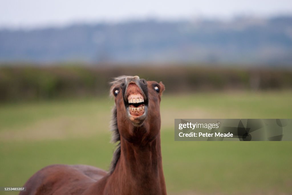 Horse showing a Flehmen response