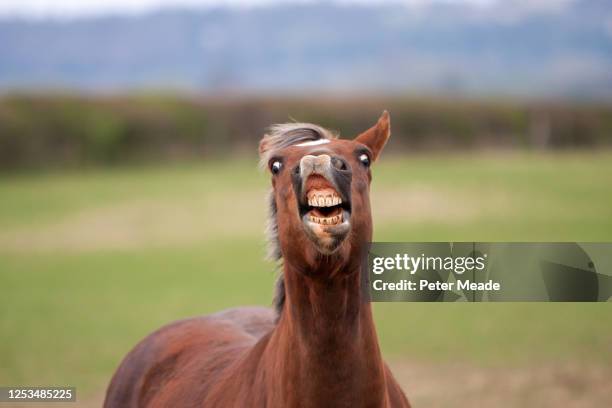 horse showing a flehmen response - flehmen behaviour stock pictures, royalty-free photos & images