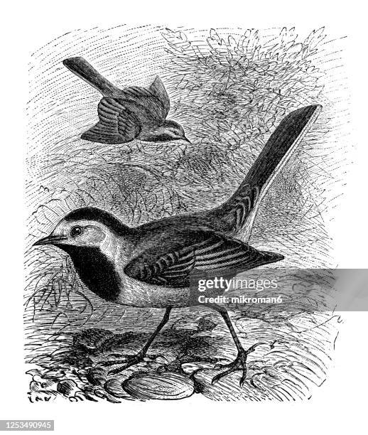 old engraved illustration of the white wagtail, ornithology - passerines birds. - wagtail stock pictures, royalty-free photos & images