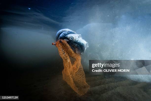 This illustration picture shows dead fishestrapped in a plastic packaging net on May 3, 2023 near Pietarsaari, during the late spring as the sea-ice...