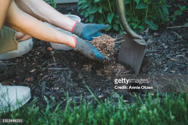 man putting mulch into a garden - técnica de fotografia imagens e fotografias de stock