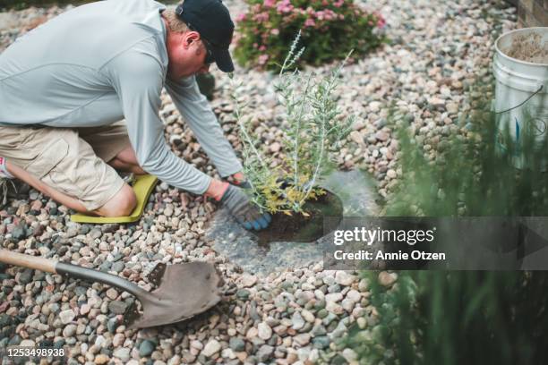man planting russian sage - digging stock pictures, royalty-free photos & images