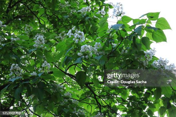 catalpa flowering tree (catalpa speciosa) - tree man syndrome stock-fotos und bilder